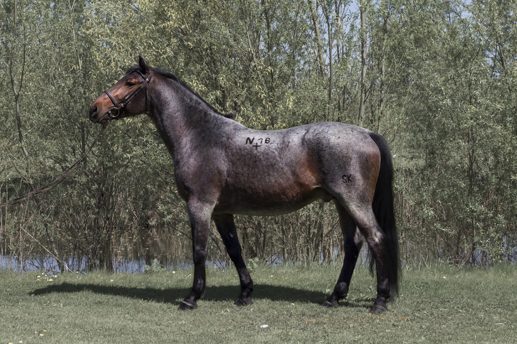 dubcova_horses (10)